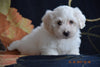 Coton de Tulear Puppy For Sale Male Corky Apple Creek, Ohio