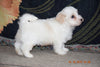 Coton de Tulear Puppy For Sale Male Clancy Apple Creek, Ohio