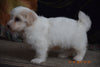 Coton de Tulear Puppy For Sale Male Clancy Apple Creek, Ohio