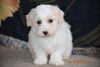 Coton de Tulear Puppy For Sale Male Clancy Apple Creek, Ohio