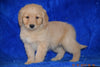 AKC Registered Golden Retriever Puppy For Sale Female Bonnie Apple Creek, Ohio