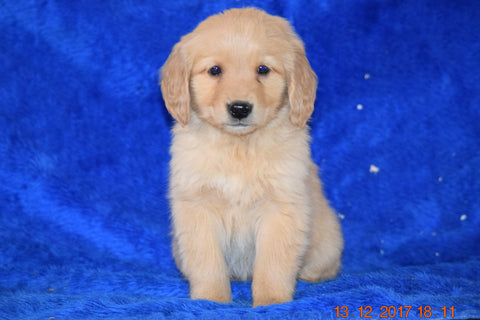 AKC Registered Golden Retriever Puppy For Sale Female Bonnie Apple Creek, Ohio