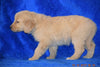 AKC Registered Golden Retriever Puppy For Sale Female Bree Apple Creek, Ohio