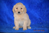 AKC Registered Golden Retriever Puppy For Sale Female Bree Apple Creek, Ohio