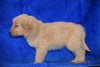 AKC Registered Golden Retriever Puppy For Sale Male Brodie Apple Creek, Ohio