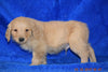 AKC Registered Golden Retriever Puppy For Sale Male Bubbles Apple Creek, Ohio
