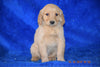 AKC Registered Golden Retriever Puppy For Sale Female Brandy Apple Creek, Ohio