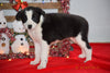 Border Collie - Norwegian Elkhound Mix Puppy For Sale Female Lucy Apple Creek, Ohio