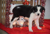 Border Collie - Norwegian Elkhound Mix Puppy For Sale Female Lucy Apple Creek, Ohio