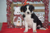 Border Collie - Norwegian Elkhound Mix Puppy For Sale Female Lori Apple Creek, Ohio