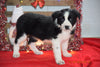 Border Collie - Norwegian Elkhound Mix Puppy For Sale Female Lori Apple Creek, Ohio