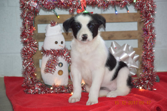 Border Collie - Norwegian Elkhound Mix Puppy For Sale Female Kati Apple Creek, Ohio