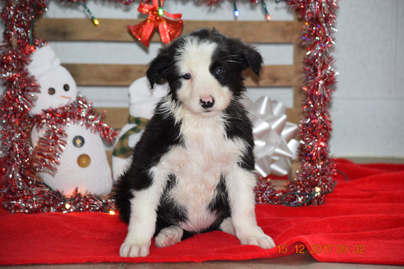 Border Collie - Norwegian Elkhound Mix Puppy For Sale Female Lilly Apple Creek, Ohio