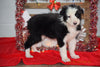 Border Collie - Norwegian Elkhound Mix Puppy For Sale Female Lilly Apple Creek, Ohio