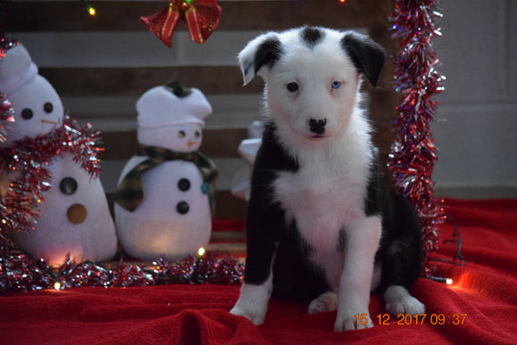 Border Collie - Norwegian Elkhound Mix Puppy For Sale Female Ashley Apple Creek, Ohio