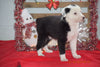 Border Collie - Norwegian Elkhound Mix Puppy For Sale Female Ashley Apple Creek, Ohio