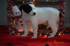 Border Collie - Norwegian Elkhound Mix Puppy For Sale Female Sally Apple Creek, Ohio