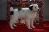 Border Collie - Norwegian Elkhound Mix Puppy For Sale Female Sophie Apple Creek, Ohio