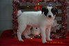Border Collie - Norwegian Elkhound Mix Puppy For Sale Female Susie Apple Creek, Ohio
