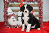 Border Collie - Norwegian Elkhound Mix Puppy For Sale Female Kari Apple Creek, Ohio