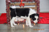 Border Collie - Norwegian Elkhound Mix Puppy For Sale Female Kati Apple Creek, Ohio
