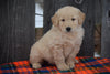 Goldendoodle Puppy For Sale Male Monty Baltic, Ohio