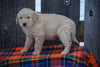 Goldendoodle Puppy For Sale Male Monty Baltic, Ohio