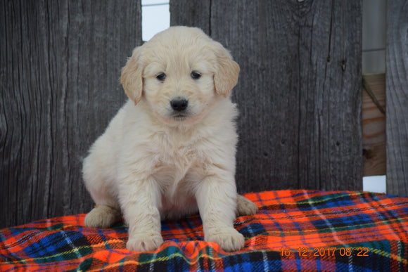 Goldendoodle Puppy For Sale Male Murray Baltic, Ohio