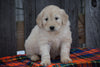 Goldendoodle Puppy For Sale Female Mabel Baltic, Ohio