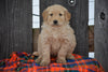 Goldendoodle Puppy For Sale Female Marcie Baltic, Ohio