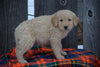Goldendoodle Puppy For Sale Male Miles Baltic, Ohio