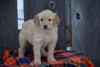 Goldendoodle Puppy For Sale Female Miley Baltic, Ohio