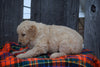 Goldendoodle Puppy For Sale Female Miley Baltic, Ohio