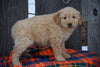 Goldendoodle Puppy For Sale Male Madden Baltic, Ohio