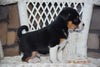 Fox Terrier - Havanese Mix Puppy For Sale Male Payton Baltic, Ohio