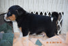 Fox Terrier - Havanese Mix Puppy For Sale Male Payton Baltic, Ohio