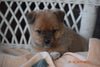 Fox Terrier - Havanese Mix Puppy For Sale Female Pixie Baltic, Ohio