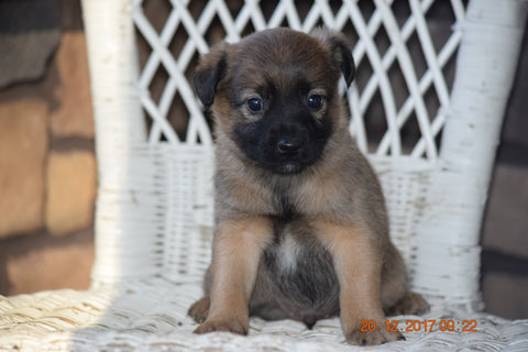 Fox Terrier - Havanese Mix Puppy For Sale Male Pebbles Baltic, Ohio