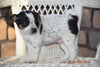 Fox Terrier - Havanese Mix Puppy For Sale Male Percy Baltic, Ohio