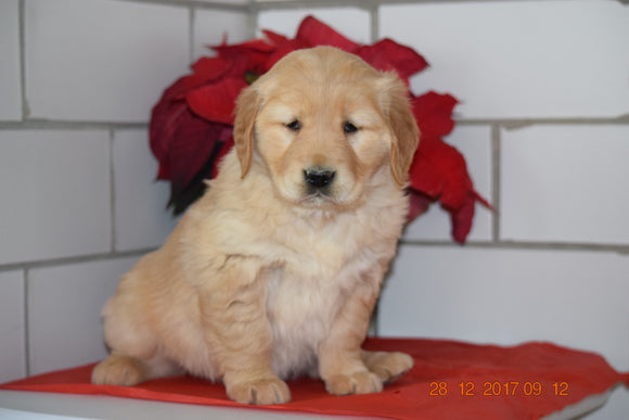 AKC Registered Golden Retriever Puppy For Sale Female Harmony Millersburg, Ohio