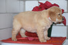 AKC Registered Golden Retriever Puppy For Sale Female Harmony Millersburg, Ohio