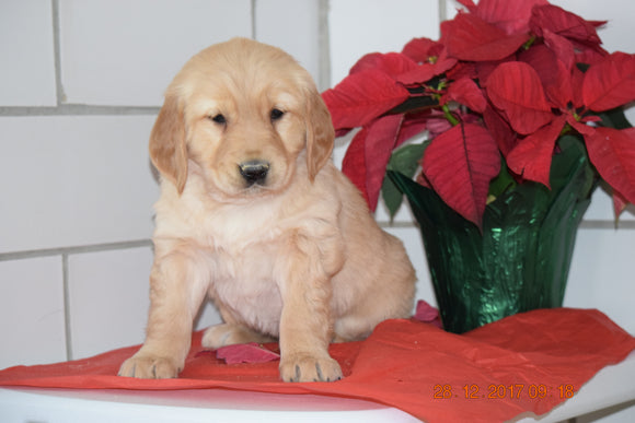 AKC Registered Golden Retriever Puppy For Sale Male Huey Millersburg, Ohio