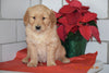 AKC Registered Golden Retriever Puppy For Sale Male Hugo Millersburg, Ohio