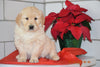 AKC Registered Golden Retriever Puppy For Sale Male Hansel Millersburg, Ohio