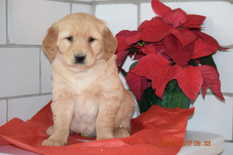 AKC Registered Golden Retriever Puppy For Sale Male Hudson Millersburg, Ohio