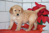 AKC Registered Golden Retriever Puppy For Sale Male Hudson Millersburg, Ohio