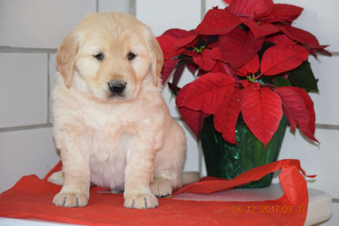 AKC Registered Golden Retriever Puppy For Sale Male Hayes Millersburg, Ohio