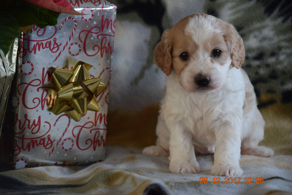 Cockapoo Puppy For Sale Female Lacey Millersburg, Ohio
