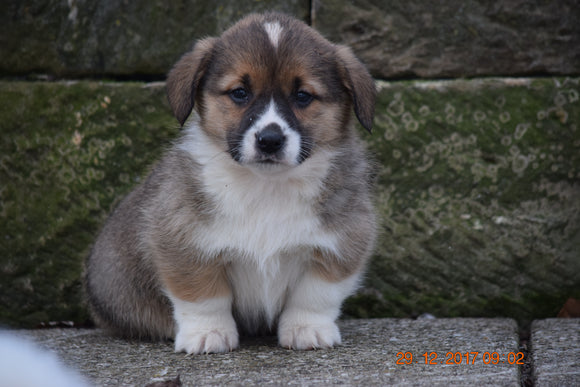 AKC Registered Pembroke Welsh Corgi Puppy For Sale Male Donald Sugarcreek, Ohio