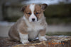 AKC Registered Pembroke Welsh Corgi Puppy For Sale Male Ronald Sugarcreek, Ohio